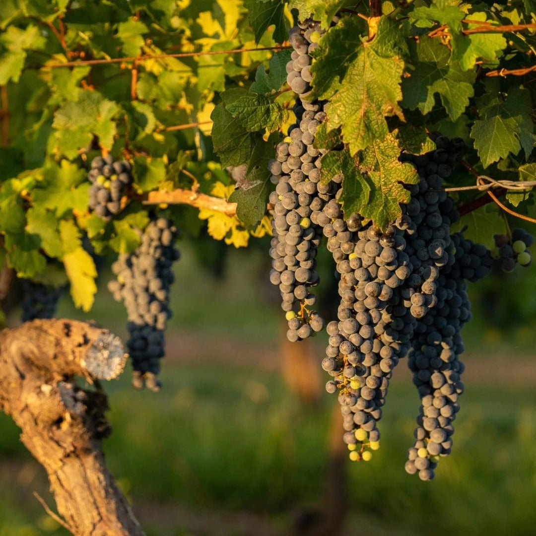Castel Pujol Folklore Blanco - Latitude Wine & Liquor Merchant