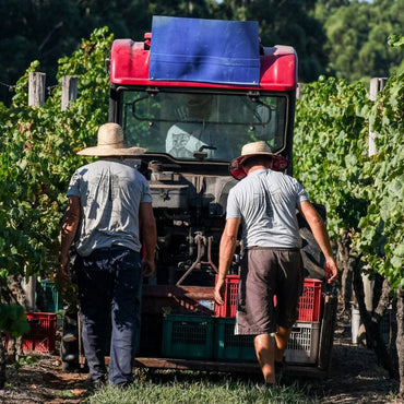 Castel Pujol Folklore Blanco - Latitude Wine & Liquor Merchant
