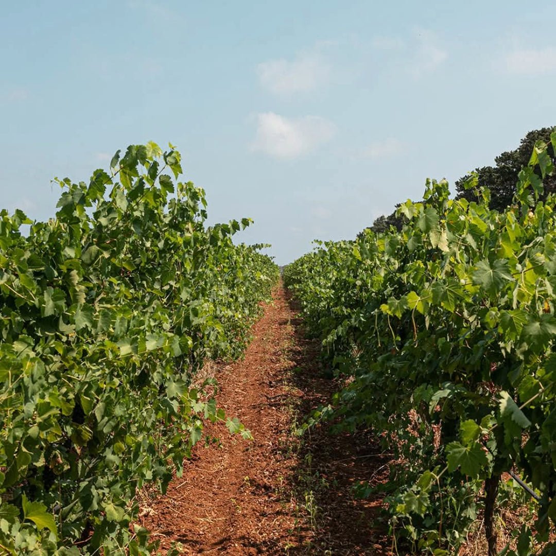Castel Serranova Fiano Salento - Latitude Wine & Liquor Merchant