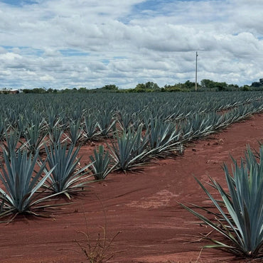 Cazcabel Tequila Anejo - Latitude Wine & Liquor Merchant
