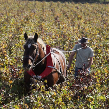 Champagne Telmont Reserve Rose - Latitude Wine & Liquor Merchant
