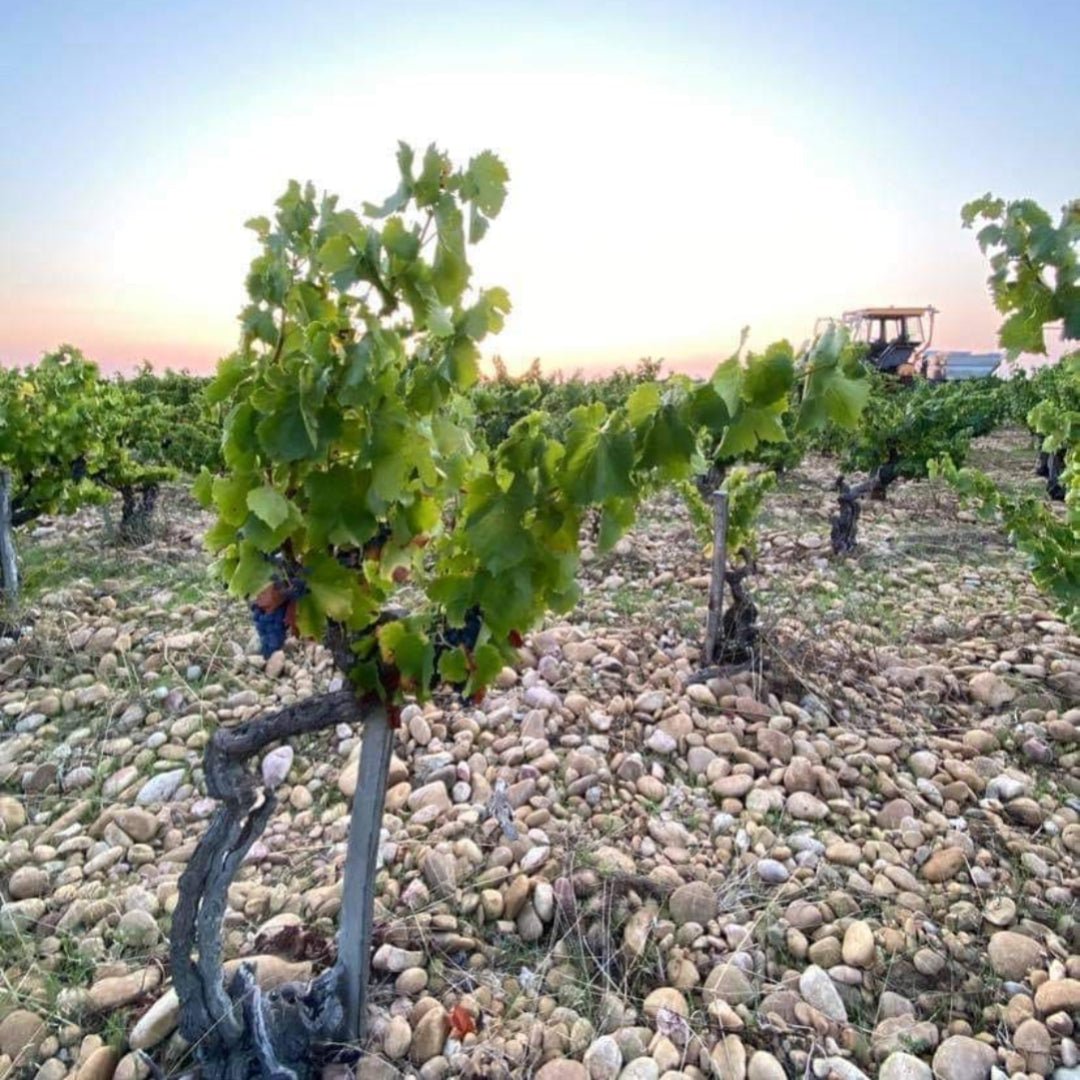 Chante Cigale Chateauneuf - du - Pape - Latitude Wine & Liquor Merchant