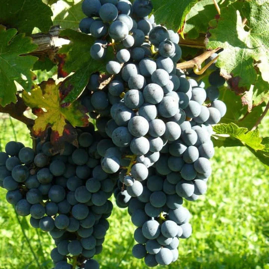 Chateau des Antonins Bordeaux Blanc