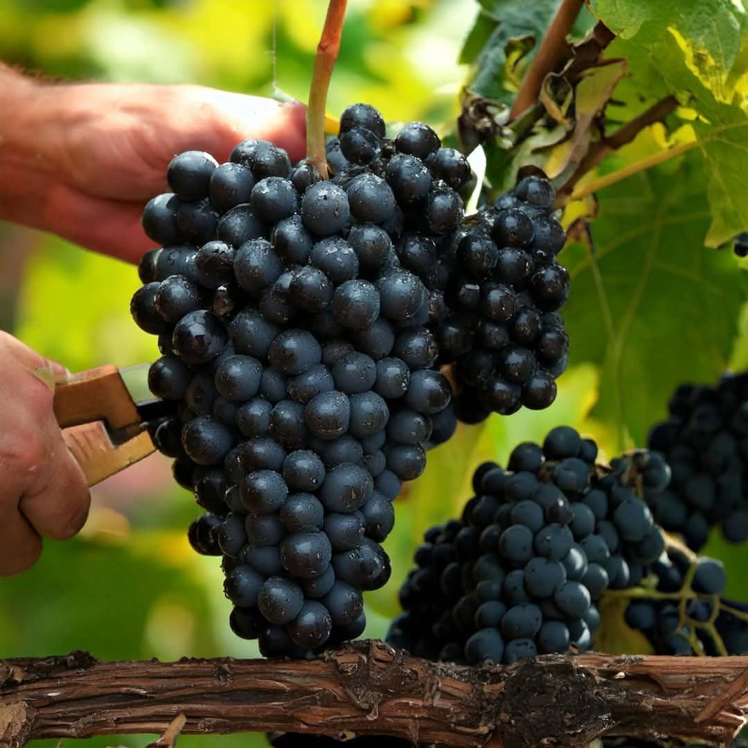 Chateau Domaine De L'Eglise Pomerol - Latitude Wine & Liquor Merchant