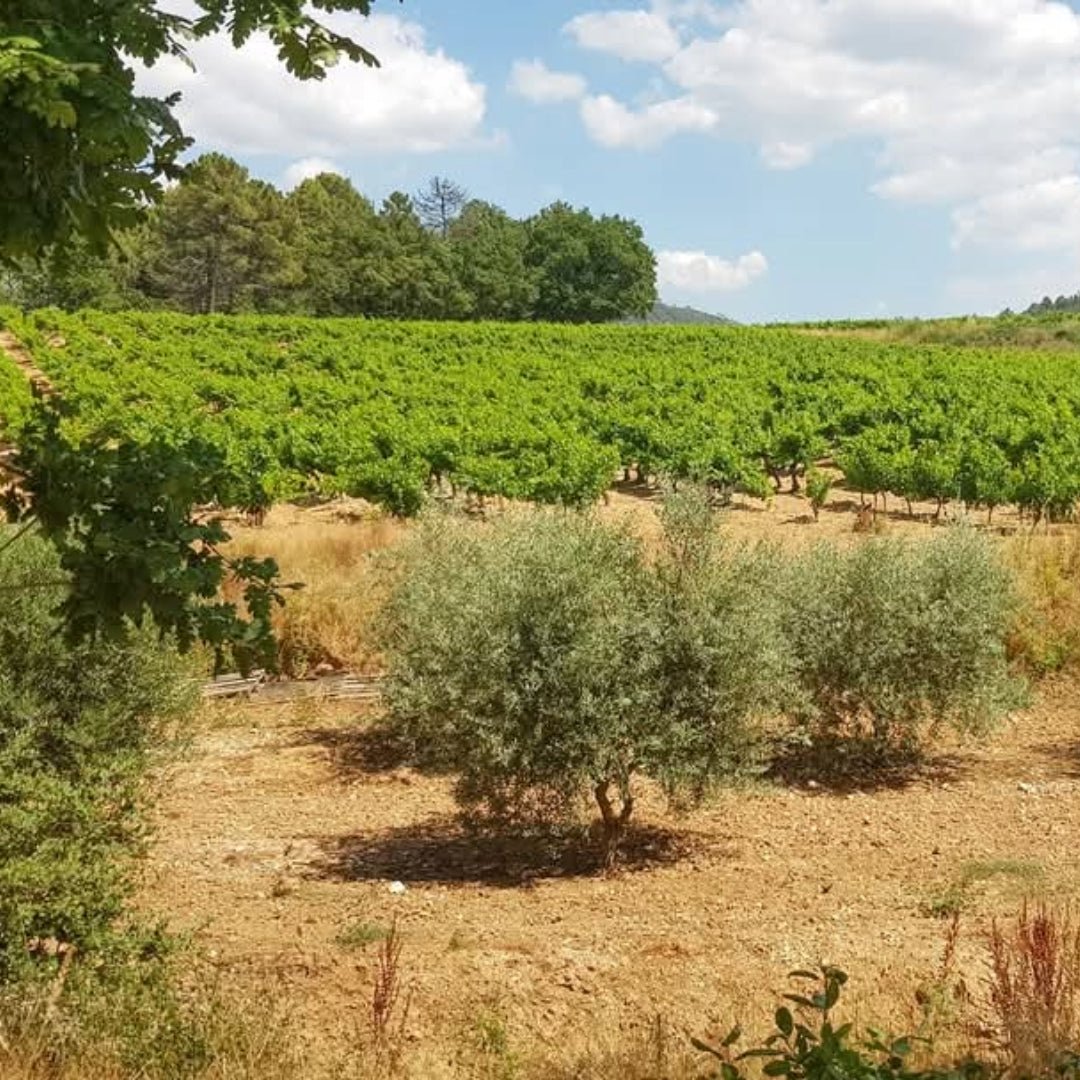 Chateau Ferrages Mon Plaisir Cotes Des Provence Rose - Latitude Wine & Liquor Merchant