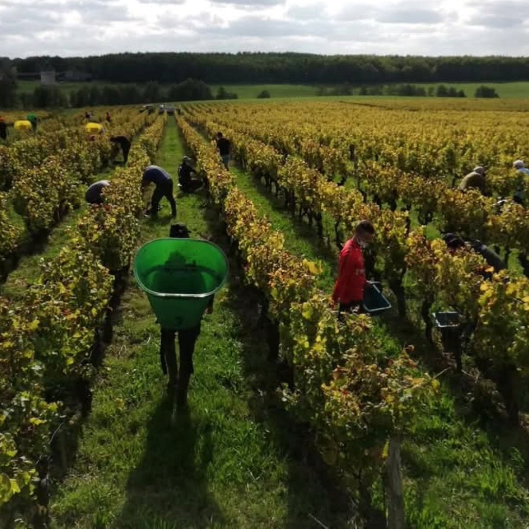 Chateau Filhot Sauternes
