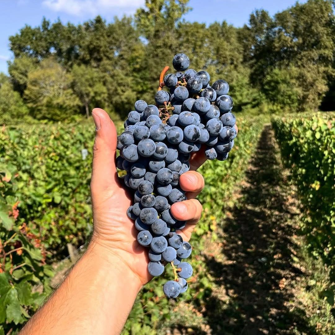 Chateau Lamothe-Cissac Haut-Medoc