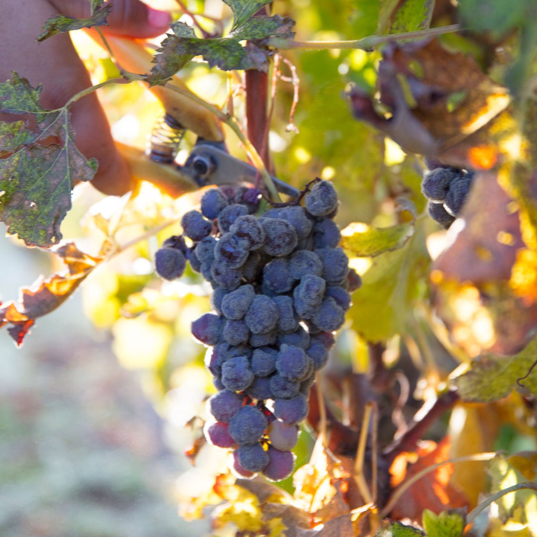Chateau Laville Sauternes
