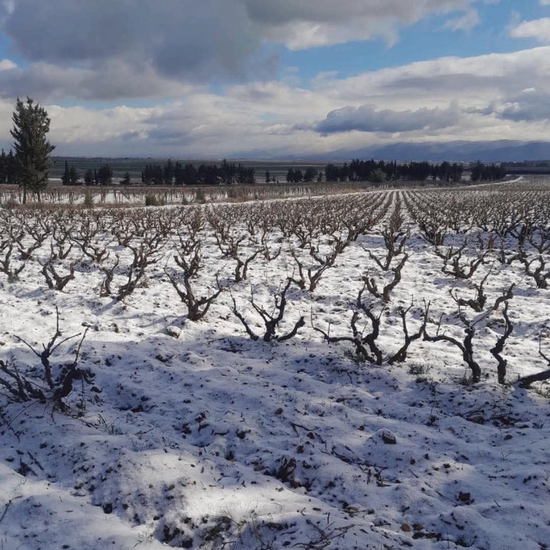 Chateau Musar Red 2016 - Latitude Wine & Liquor Merchant