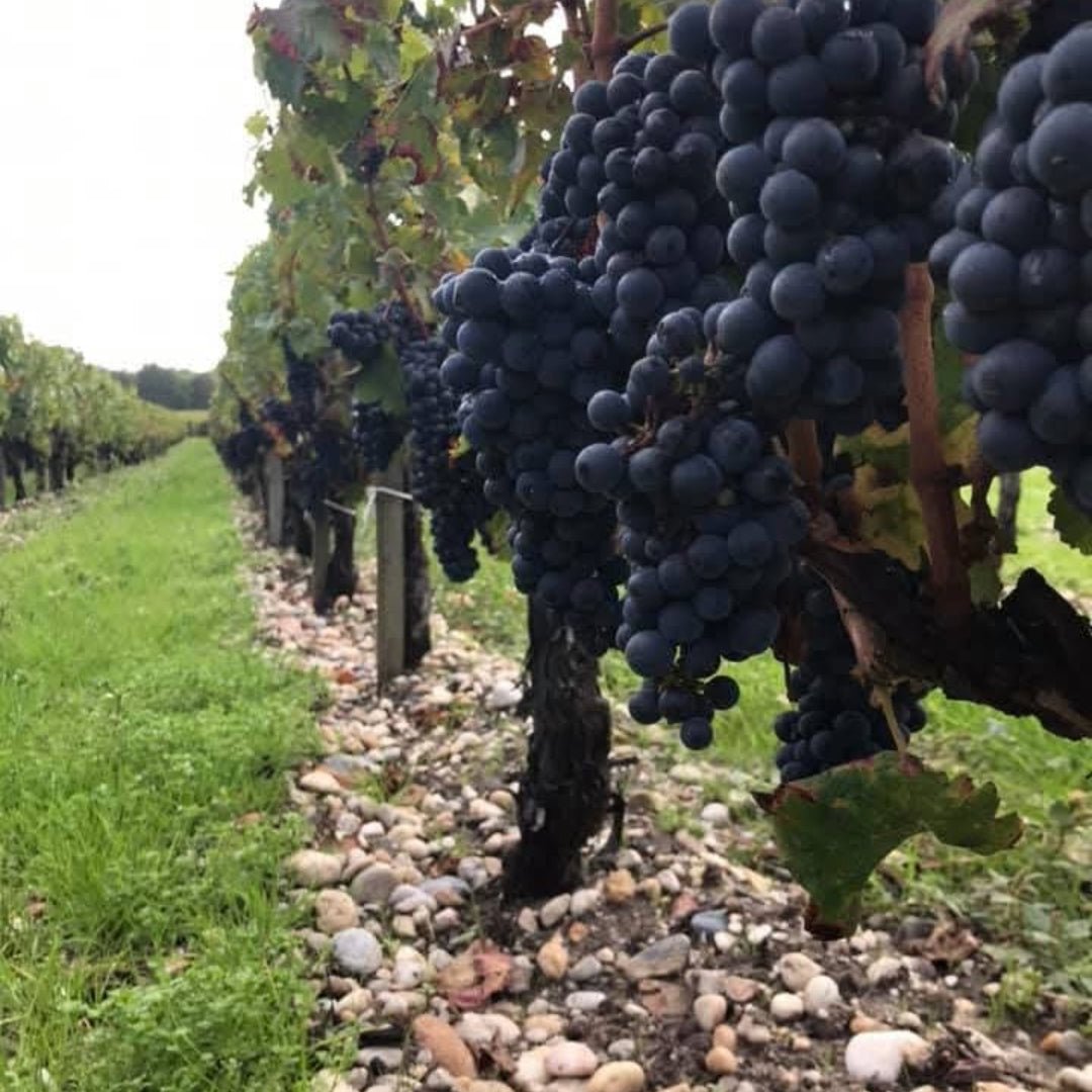 Chateau Tayac Margaux - Latitude Wine & Liquor Merchant