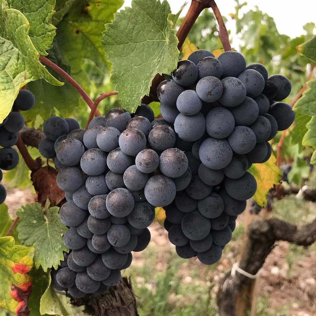 Chateau Tayac Margaux - Latitude Wine & Liquor Merchant