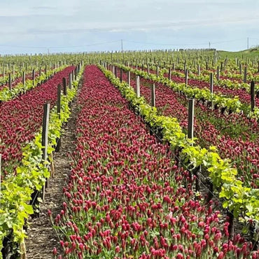 Chateau Tayac Margaux - Latitude Wine & Liquor Merchant