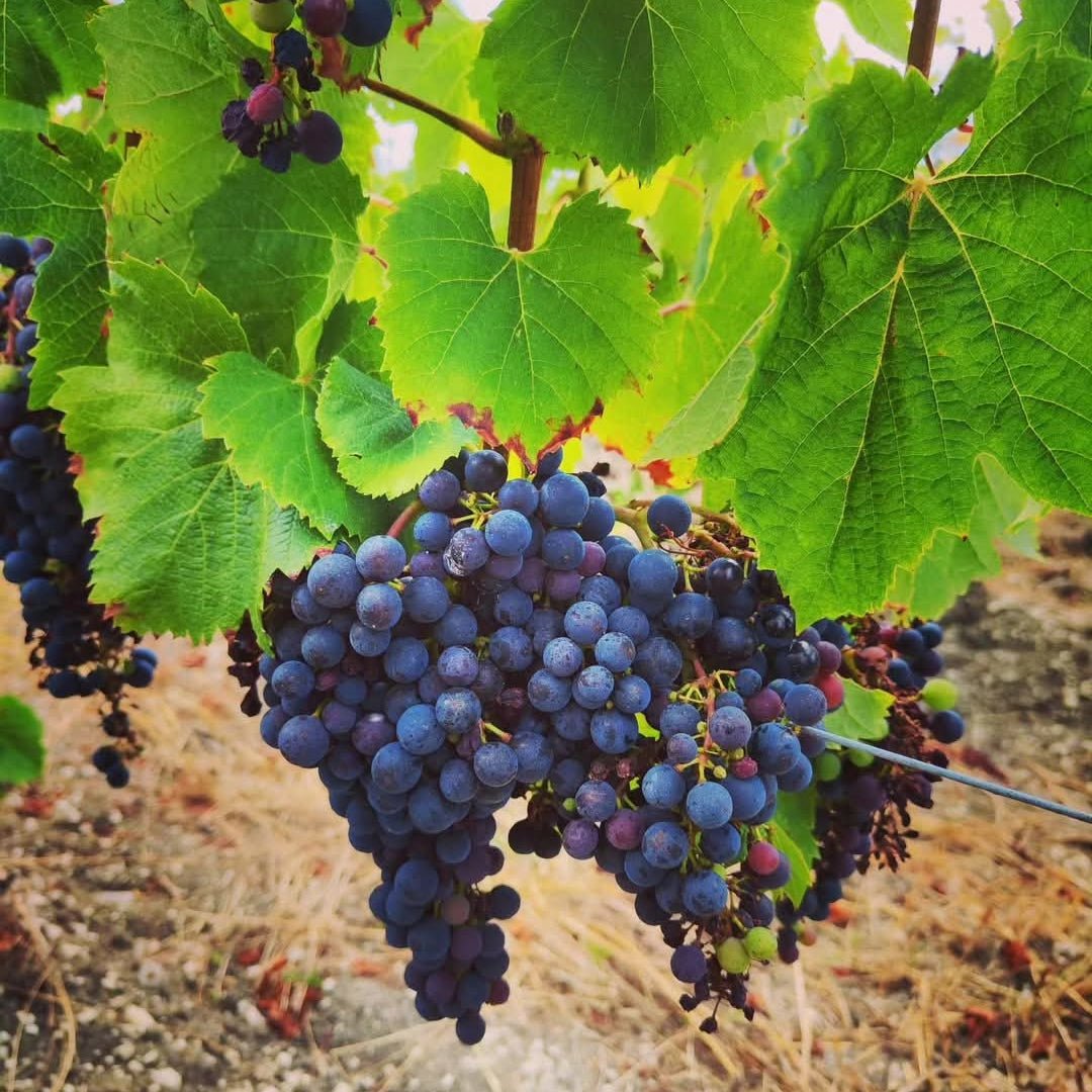 Chateau Tour Des Gendres Cantaloutte - Latitude Wine & Liquor Merchant