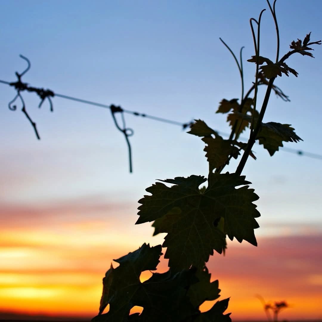 Cherubino Uovo Cabernet Sauvignon/Touriga Nacional