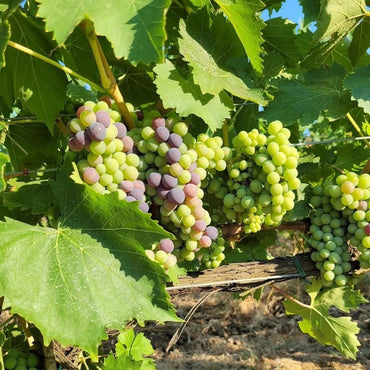 Chianti Rufina Selvapiana - Latitude Wine & Liquor Merchant