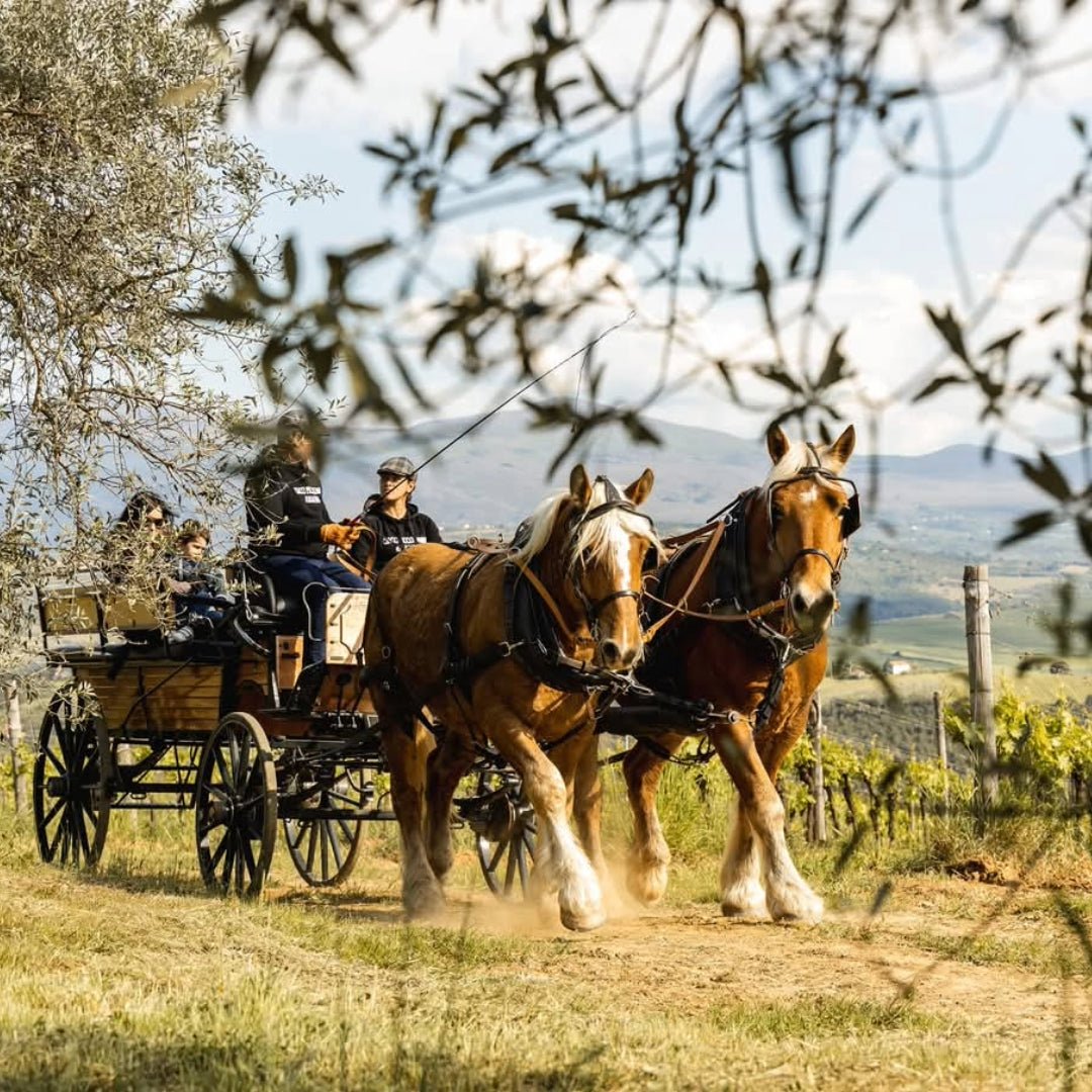 Ciacci Piccolomini dAragona IGT Toscana - Latitude Wine & Liquor Merchant