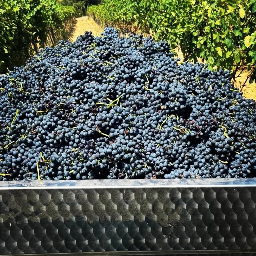 Ciacci Piccolomini dAragona IGT Toscana - Latitude Wine & Liquor Merchant
