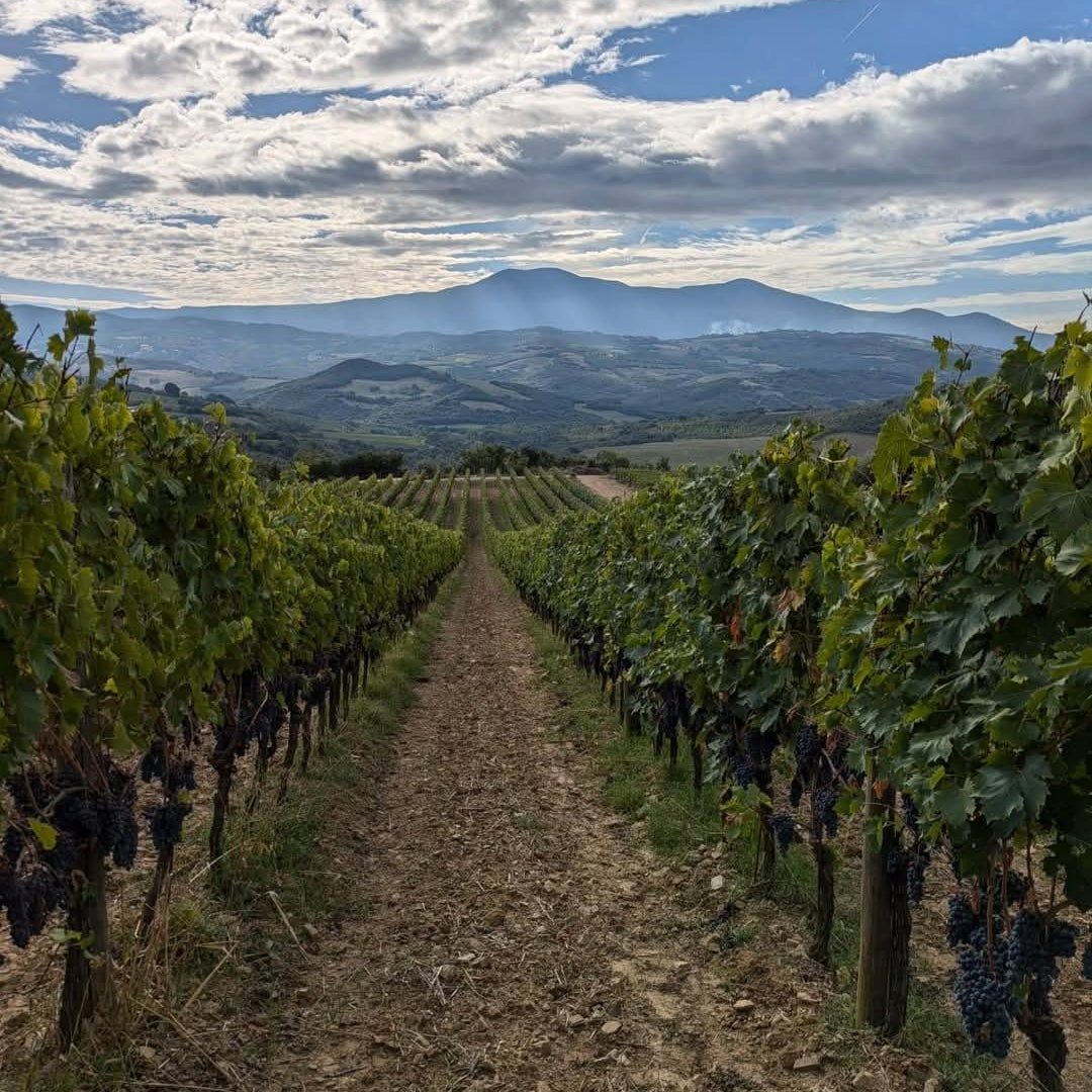 Ciacci Piccolomini d'Aragona IGT Toscana