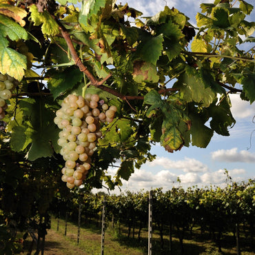 Cieck Erbaluce Di Caluso - Latitude Wine & Liquor Merchant