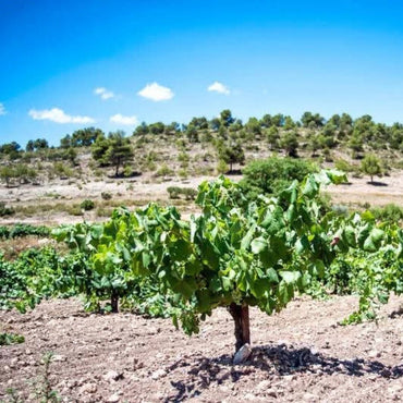 Cien Y Pico En Vaso Bobal - Latitude Wine & Liquor Merchant