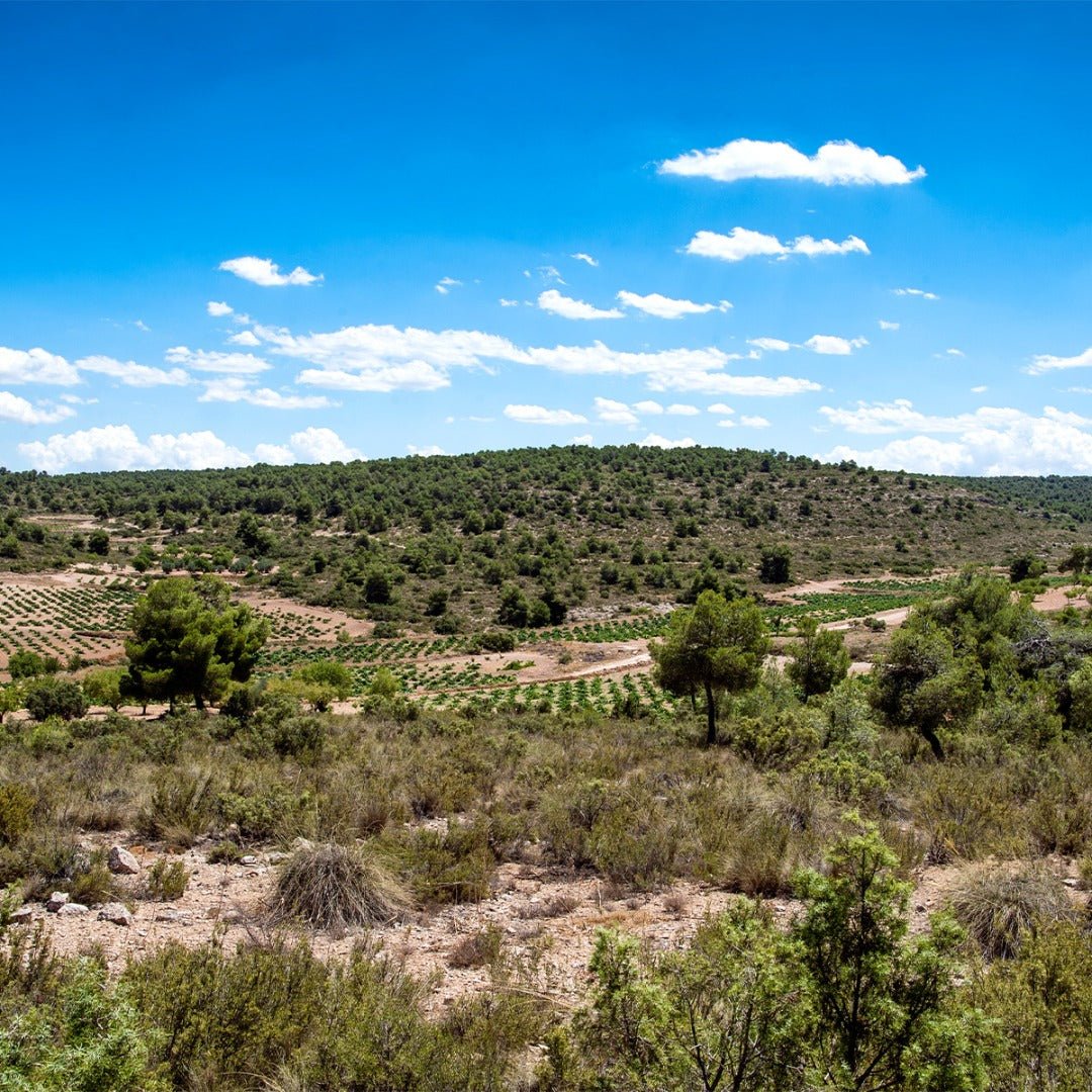 Cien Y Pico En Vaso Bobal