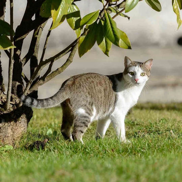 Citadelle Rouge - Latitude Wine & Liquor Merchant