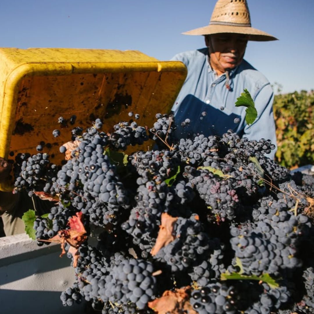 Cline Cellars Old Vine Zinfandel
