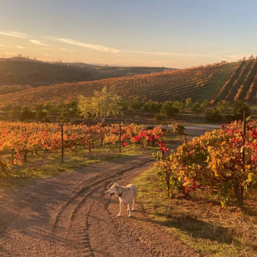 Cline Cellars Old Vine Lodi Zinfandel - Latitude Wine & Liquor Merchant