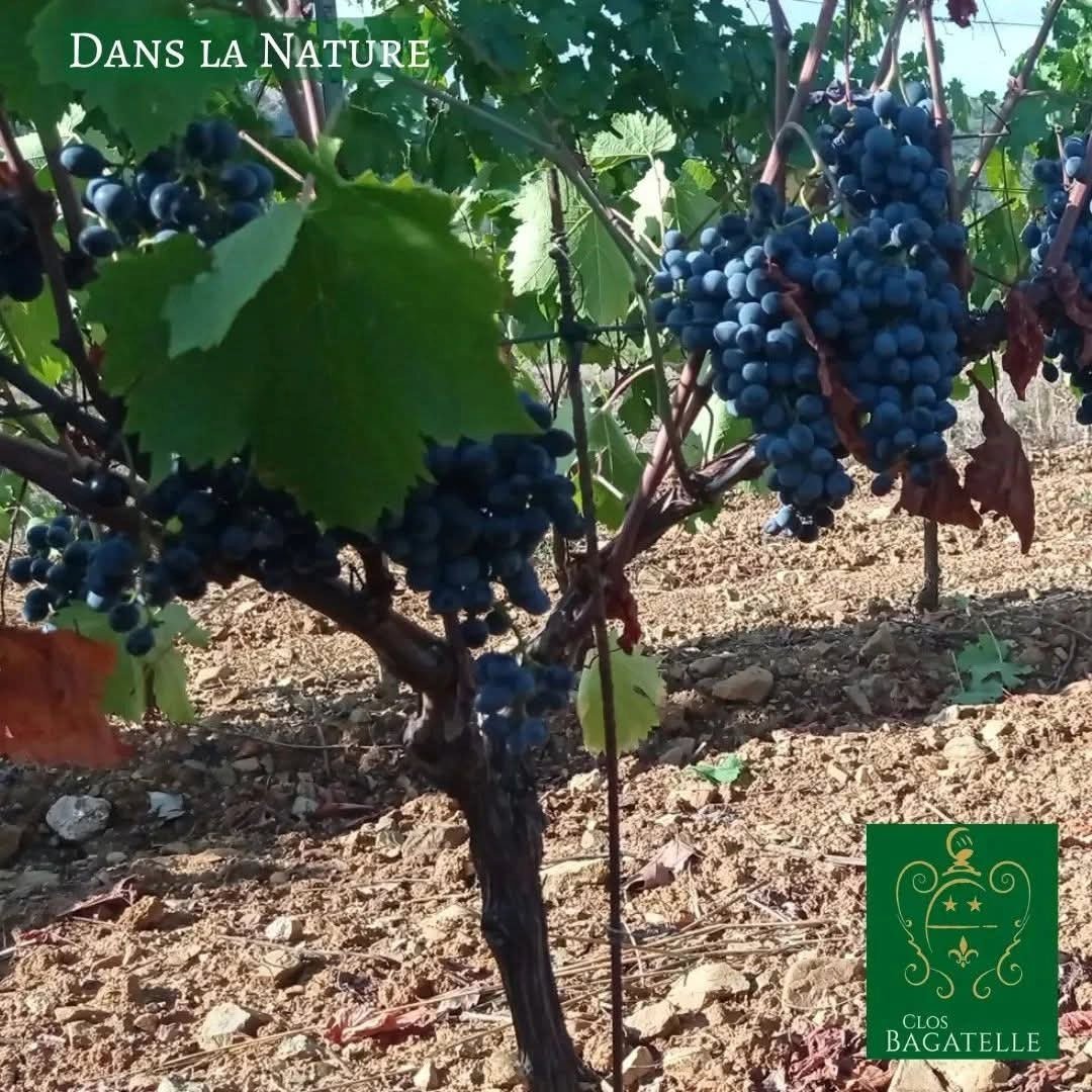 Clos Bagatelle Rouge A l'Origine Saint - Chinian - Latitude Wine & Liquor Merchant