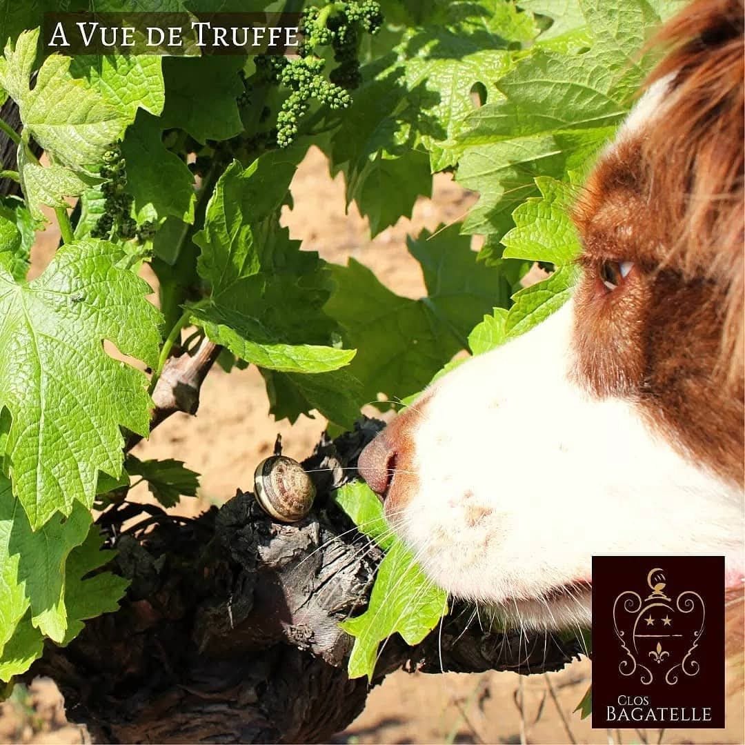 Clos Bagatelle Rouge A l'Origine Saint - Chinian - Latitude Wine & Liquor Merchant