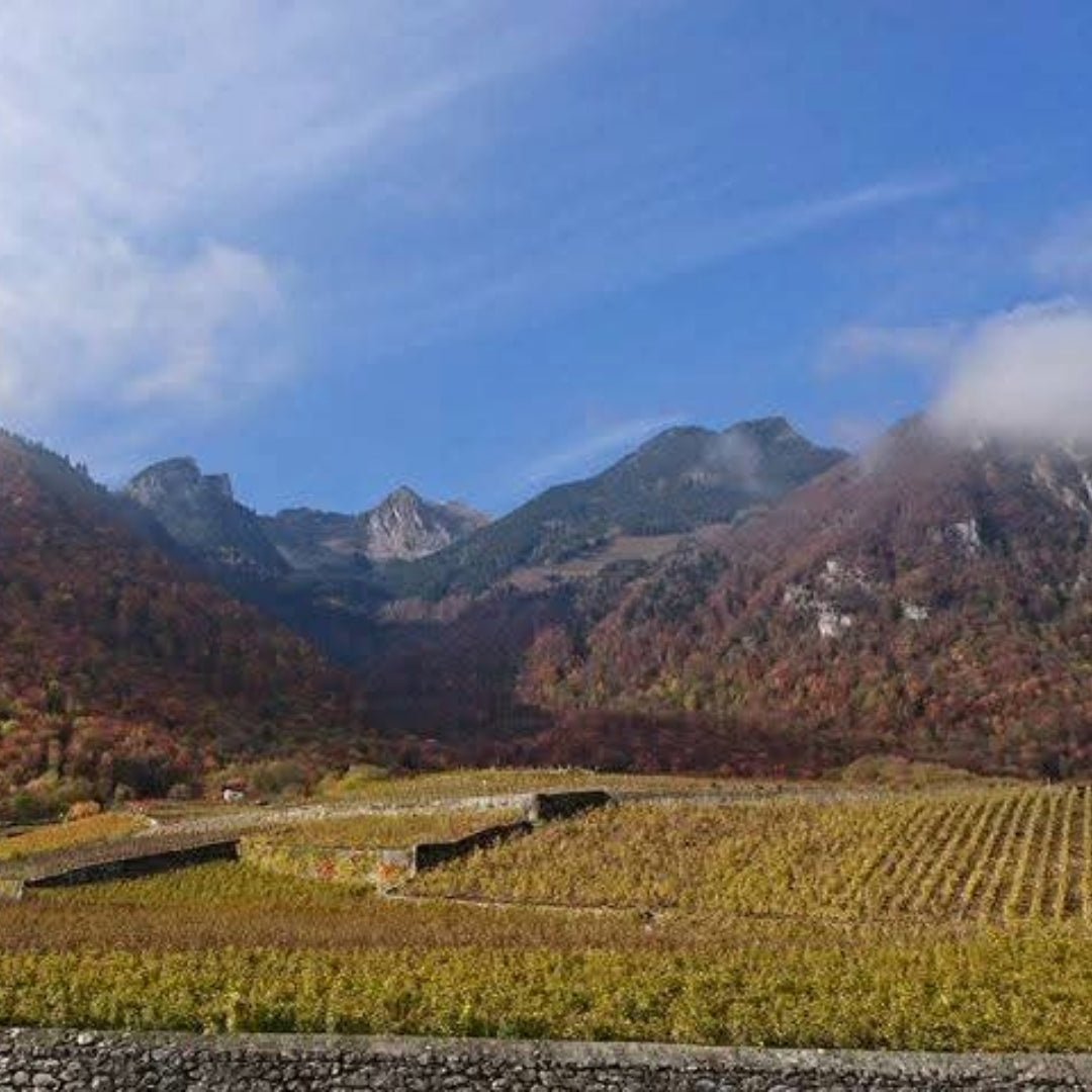 Clos Bagatelle Rouge A l'Origine Saint - Chinian - Latitude Wine & Liquor Merchant