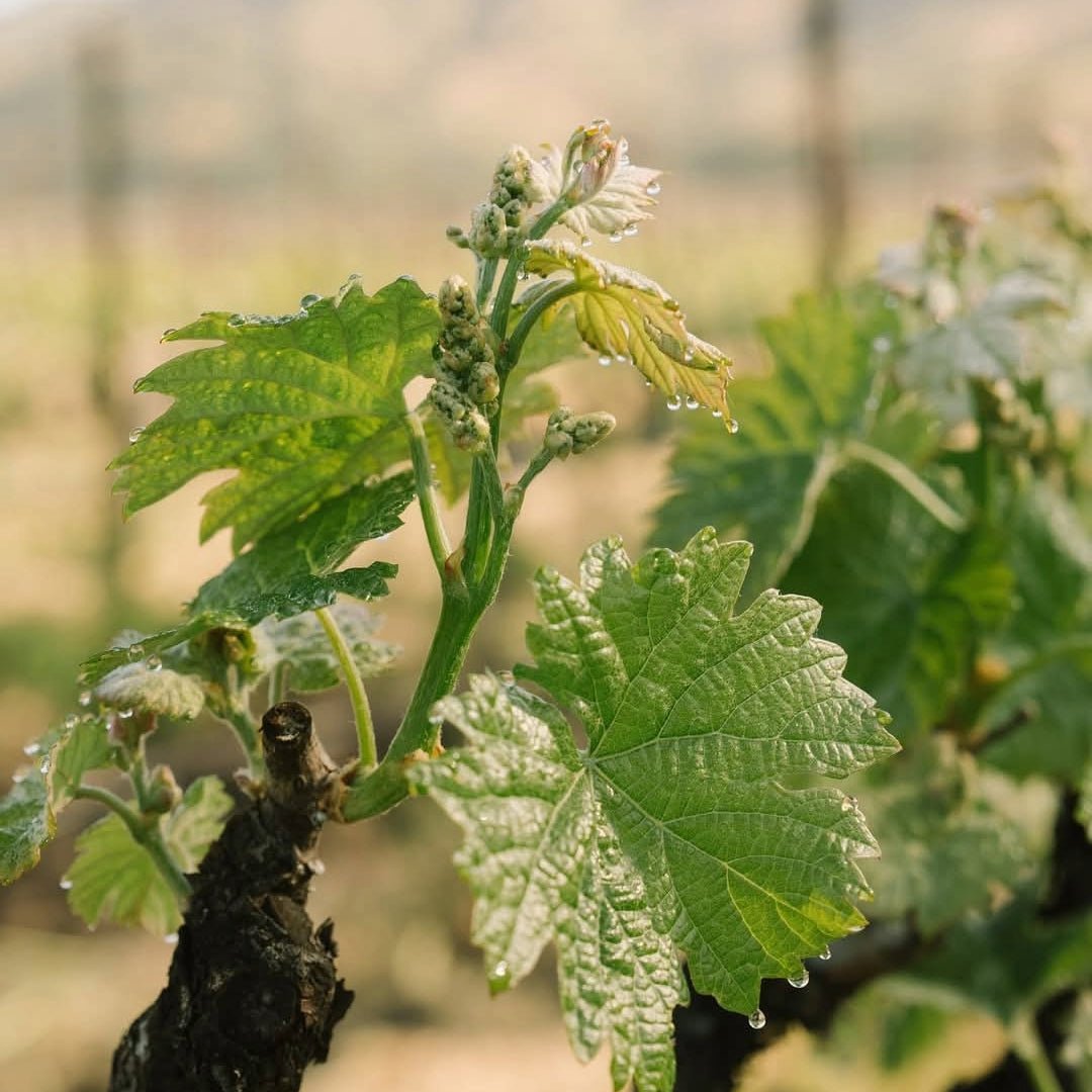 Clos du Val Chardonnay - Latitude Wine & Liquor Merchant