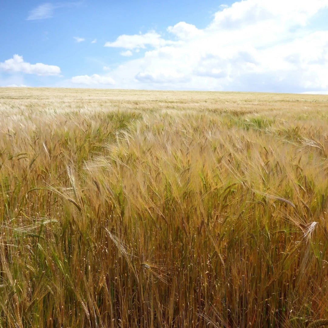 Cooper King Transatlantic Yorkshire Single Malt - Latitude Wine & Liquor Merchant