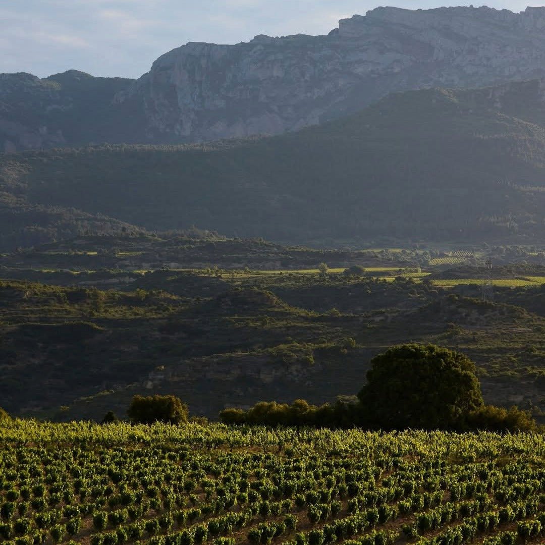 C.V.N.E Bela Roble Ribera Del Duero - Latitude Wine & Liquor Merchant