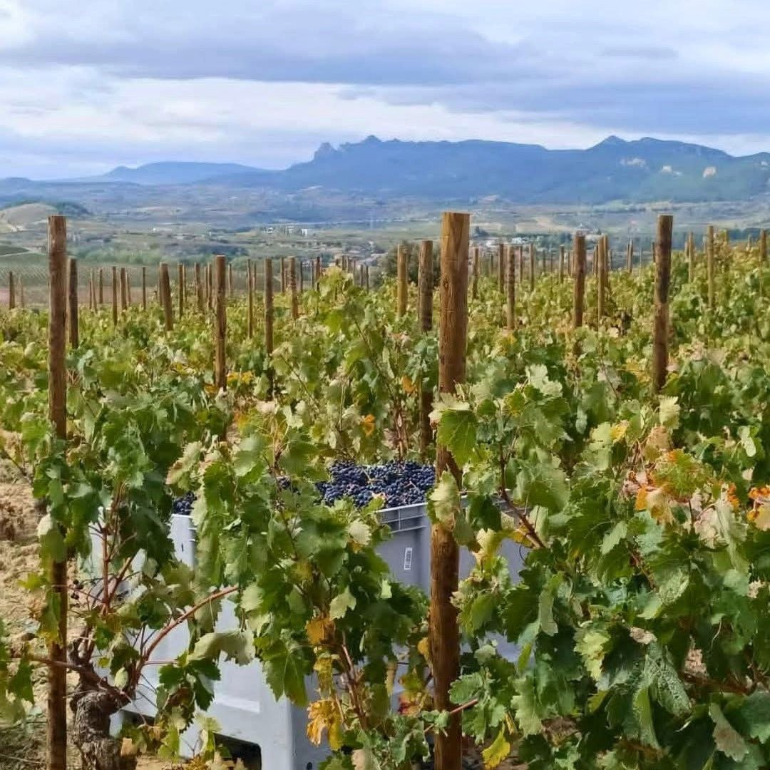 C.V.N.E Bela Roble Ribera Del Duero - Latitude Wine & Liquor Merchant