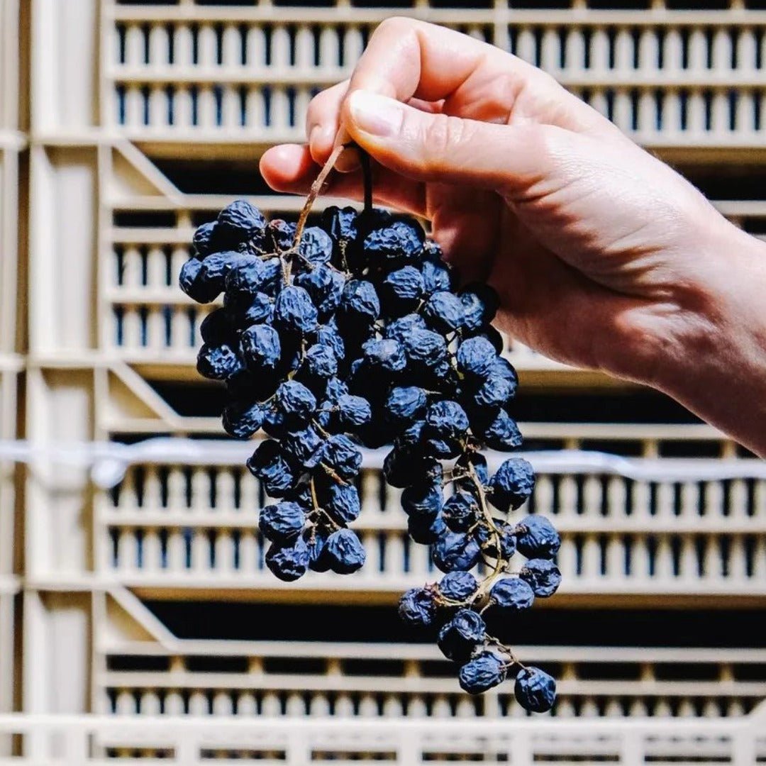 Dal Cero Valpolicella - Latitude Wine & Liquor Merchant