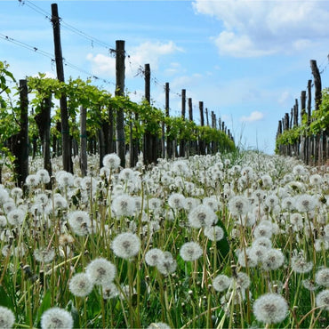 Dandelion Vineyards 'Pride of the Fleurieu' Cabernet Sauvignon - Latitude Wine & Liquor Merchant
