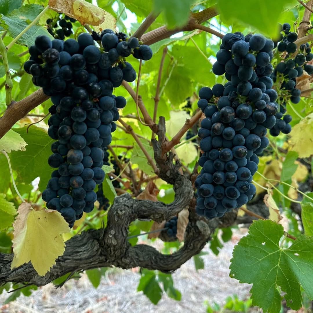 Dandelion Vineyards 'Pride of the Fleurieu' Cabernet Sauvignon - Latitude Wine & Liquor Merchant