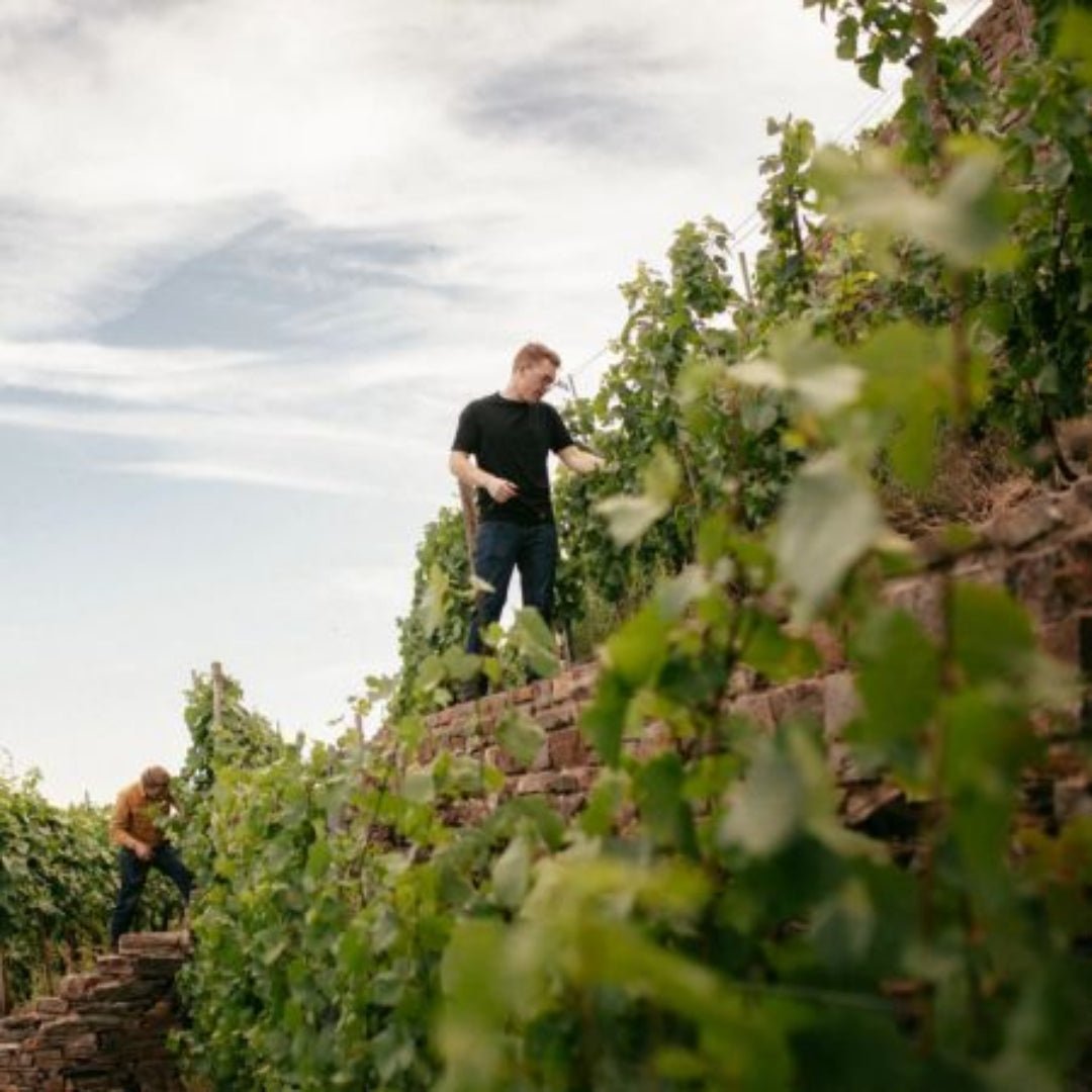 Daniel Fries Pinot Noir Terrassen Qualitatswein