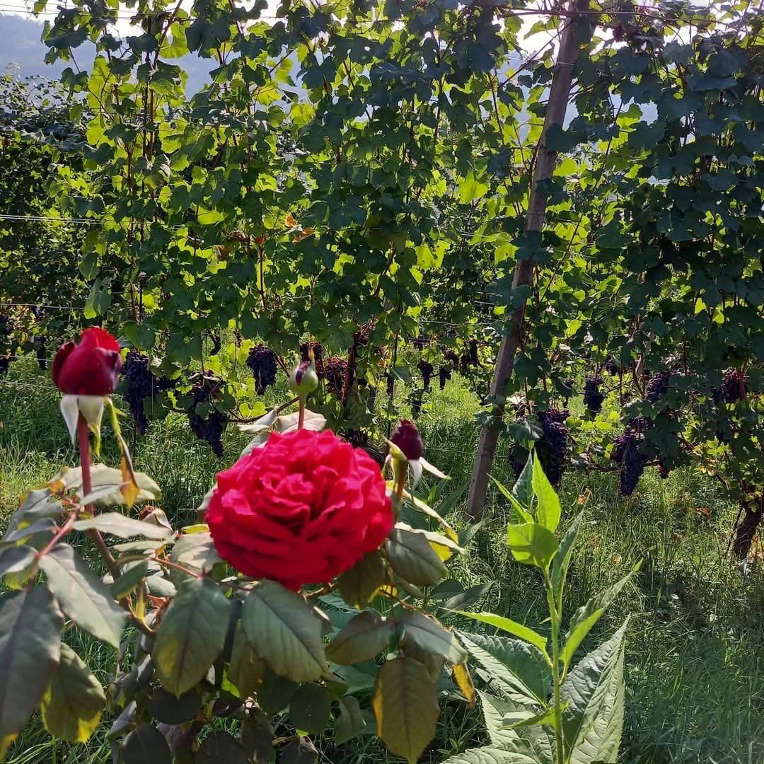 Dardi Le Rose Barolo Bussia - Latitude Wine & Liquor Merchant