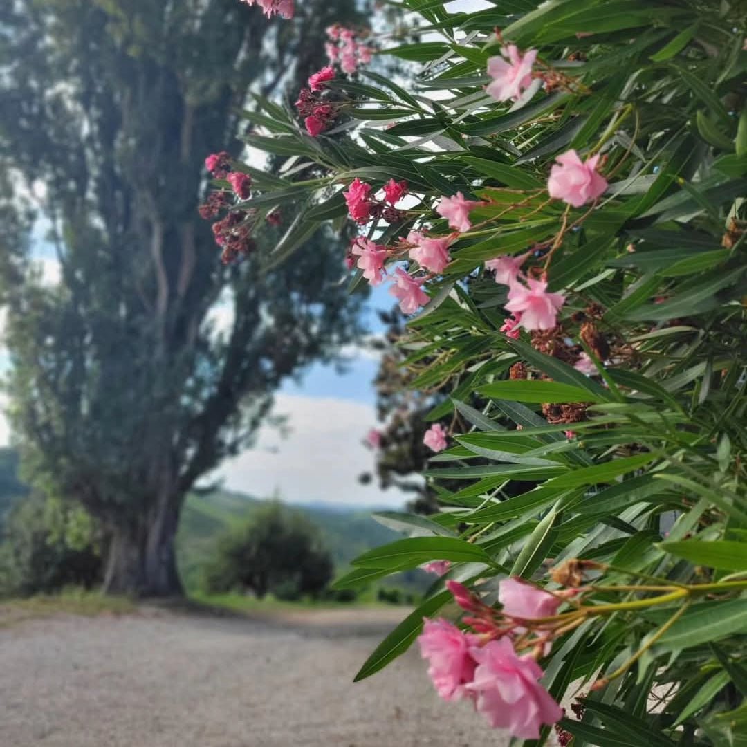 Dardi Le Rose Barolo Bussia - Latitude Wine & Liquor Merchant