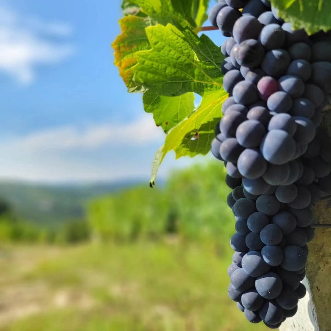 Dardi Le Rose Barolo Bussia - Latitude Wine & Liquor Merchant