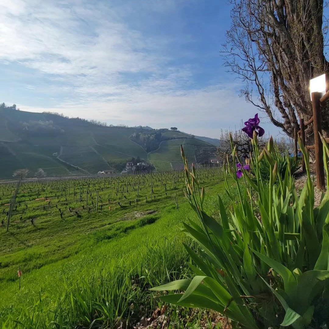 Dardi Le Rose Barolo Bussia - Latitude Wine & Liquor Merchant