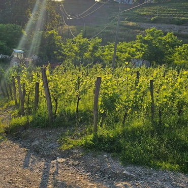 Dario Princic Bianco Trebez - Latitude Wine & Liquor Merchant