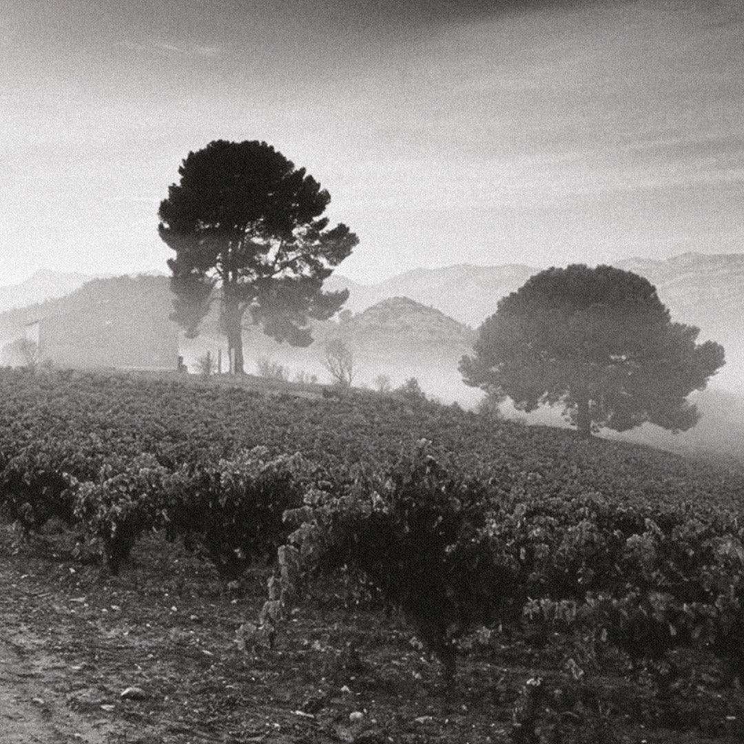 De Alto Amo El Primero Rioja - Latitude Wine & Liquor Merchant