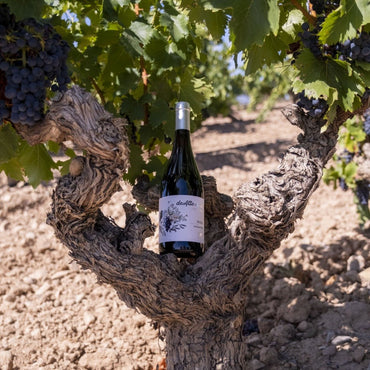 De Alto Amo El Primero Rioja - Latitude Wine & Liquor Merchant