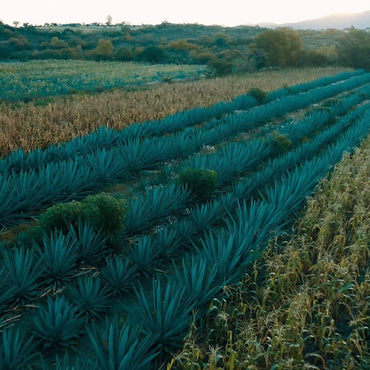 Del Maguey Vida - Latitude Wine & Liquor Merchant