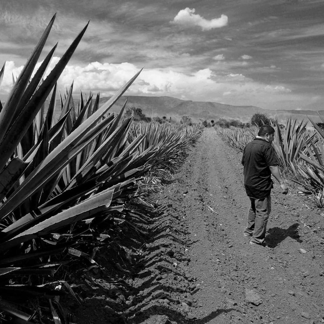 Derrumbes Mezcal - Michoacan - Latitude Wine & Liquor Merchant