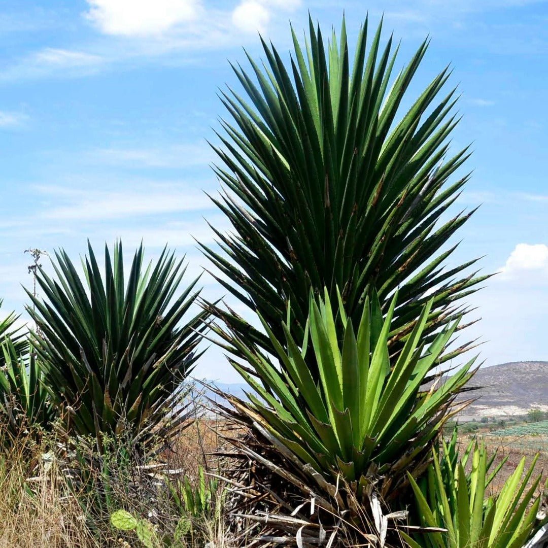 Derrumbes Mezcal - Michoacan - Latitude Wine & Liquor Merchant