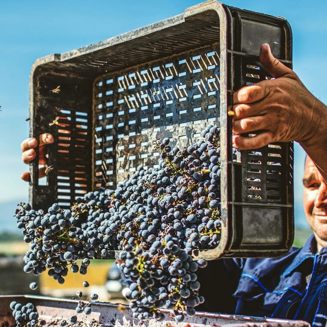 Doja Prokupac - Latitude Wine & Liquor Merchant